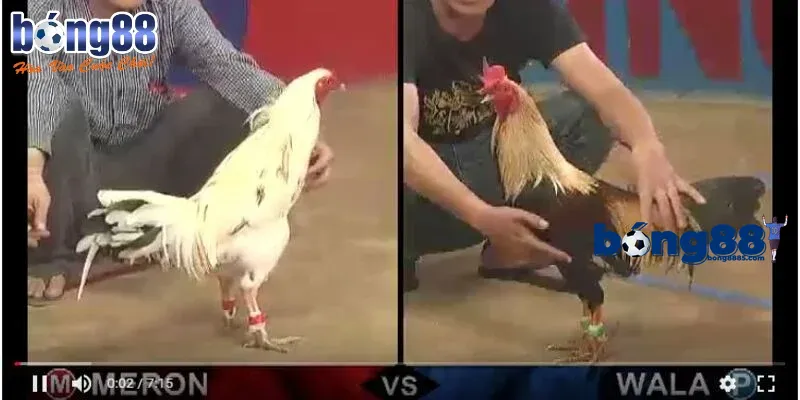 Cá cược Đá Gà với các trận chiến kịch tính
